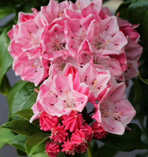 Großer Berglorbeer Olympic Fire 15-20cm - Kalmia Latifolia
