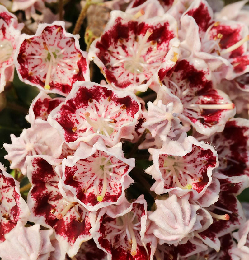Großer Berglorbeer Bandeau 25-30cm - Kalmia Latifolia