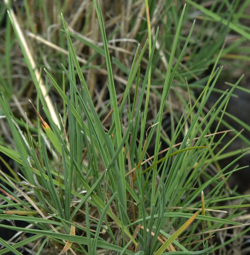Schillergras - Großer Topf - Koeleria Glauca