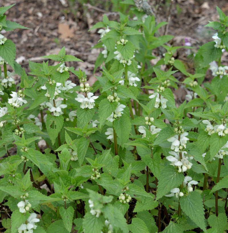 Große Waldnessel Album - Lamium Orvala