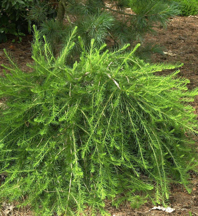 Europäische Lärche Bogle 60-80cm - Larix Decidua