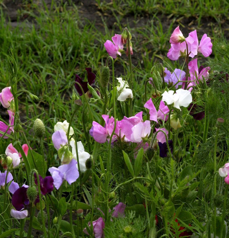 Breitblättrige Platterbse - Lathyrus Latifolius