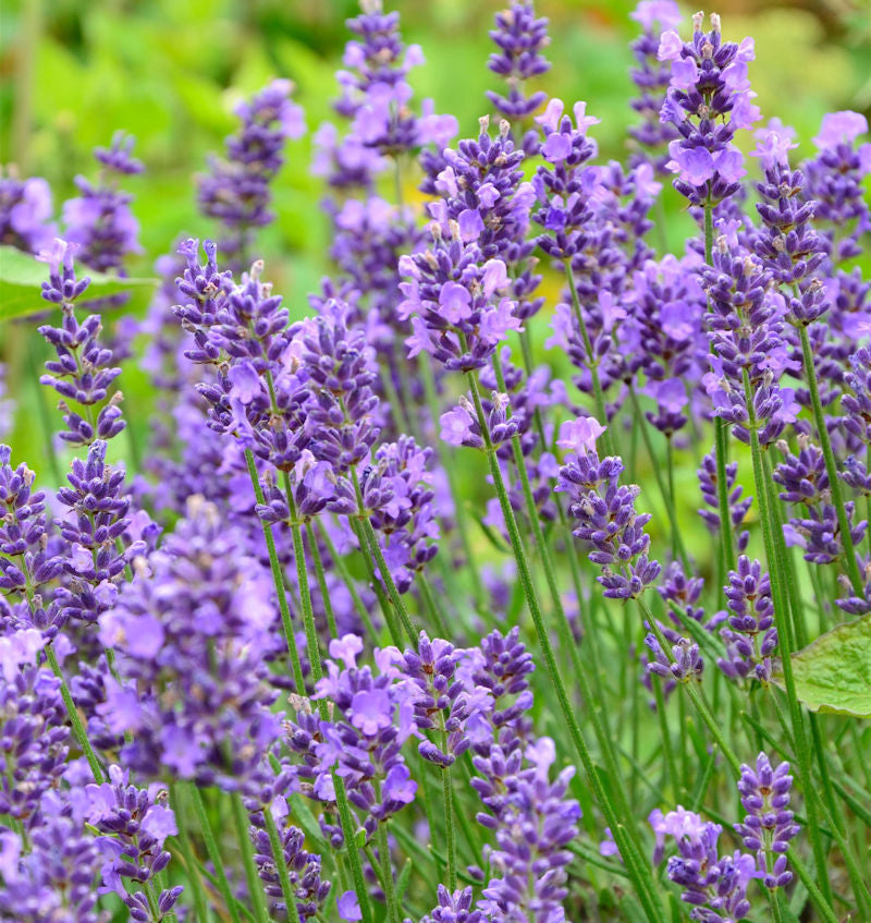 Echter Lavendel Essence Purple - Großer Topf - Lavandula Angustifolia