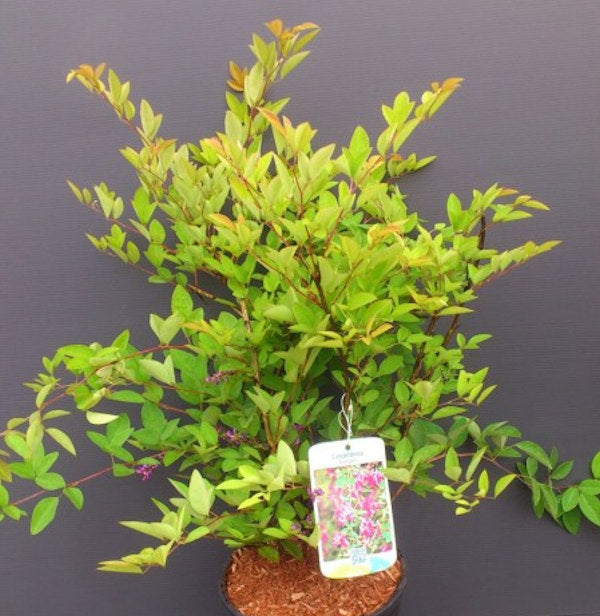 Japanischer Buschklee 20-30cm - Lespedeza Buergeri