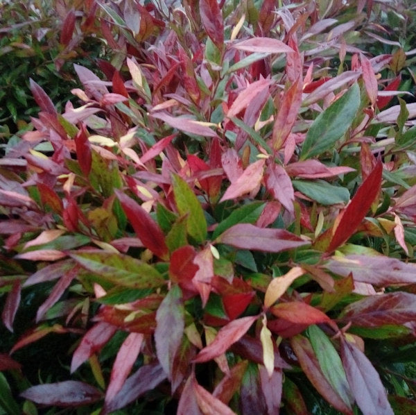 Traubenheide Simsalabim 40-50cm - Leucothoe Walteri