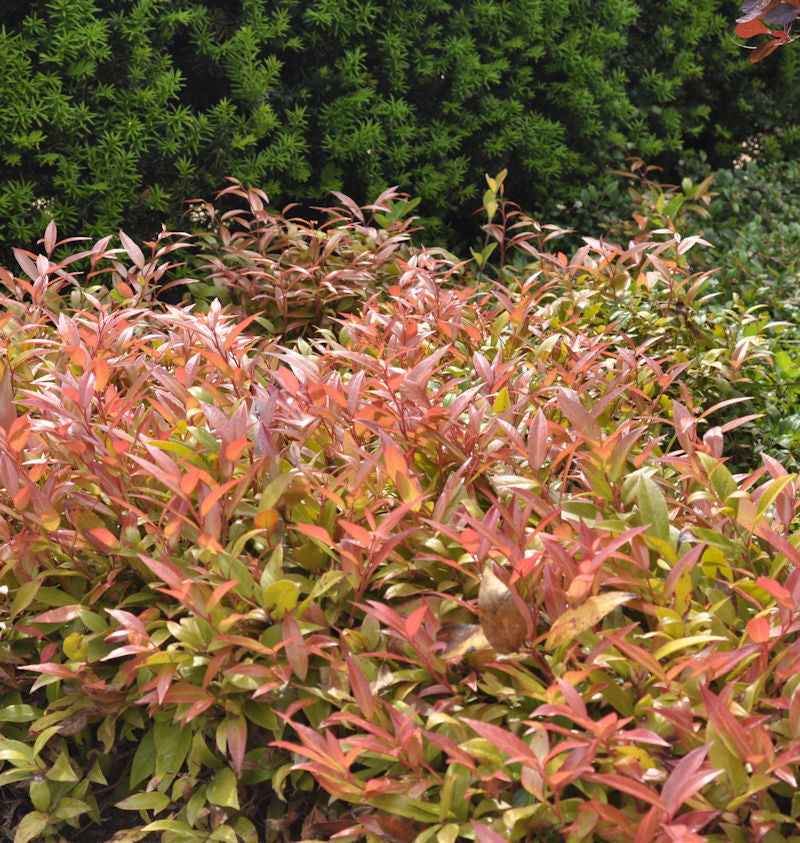 Traubenheide Zeblid 20-25cm - Leucothoe Walteri