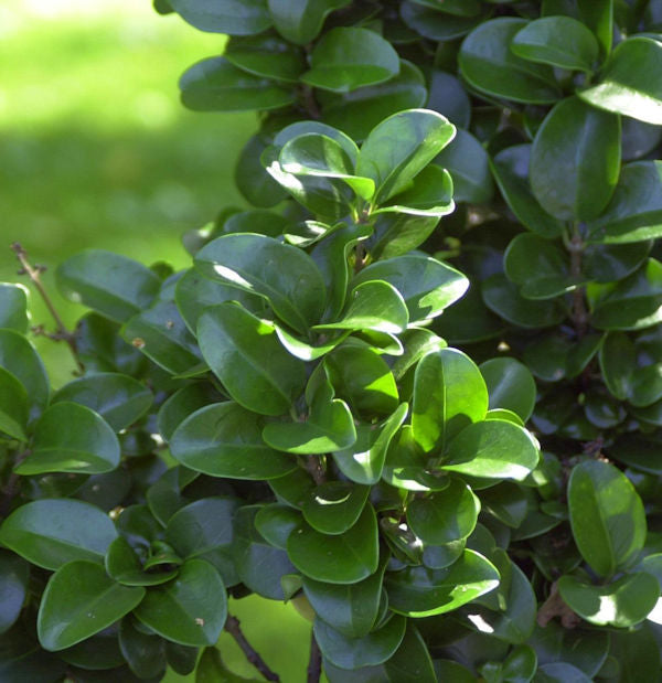 Japanischer Liguster Rotundifolium 20-25cm - Ligustrum Japonicum