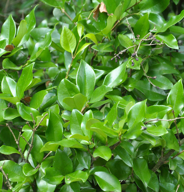 Japanischer Liguster Texanum 30 - 40cm - Ligustrum Japonicum