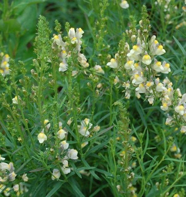 Italienisches Leinkraut Springside White - Linaria Purpurea