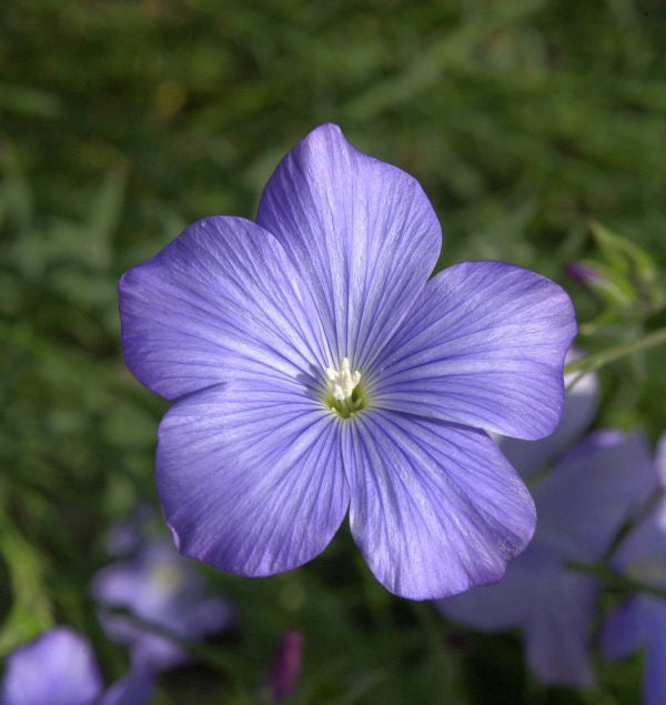 Französischer Lein - Linum Narbonense