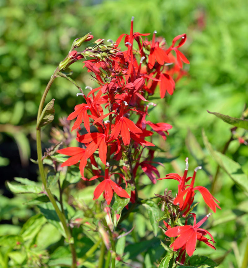 Kardinalslobelie - Lobelia Cardinalis