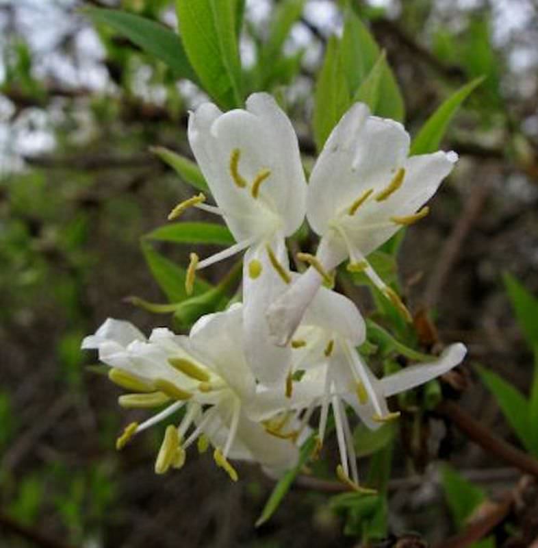 Winter Heckenkirsche 60-80cm - Lonicera Purpusii