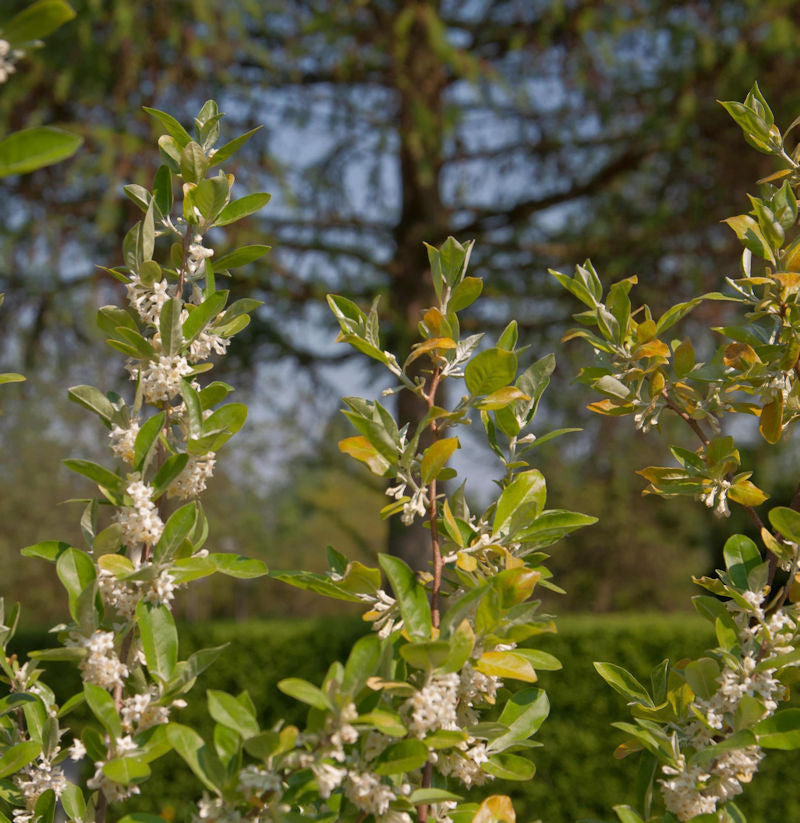 Heckenkirsche 60-80cm - Lonicera Kamtschatica