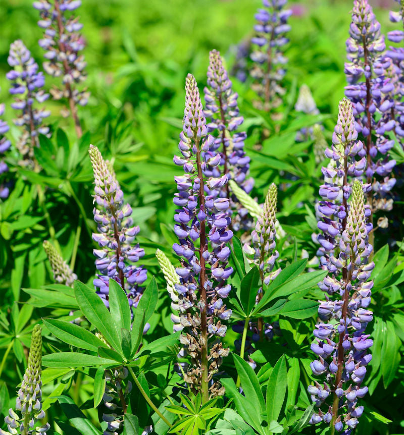 Gartenlupinie Kastellan - Lupinus Polyphyllus