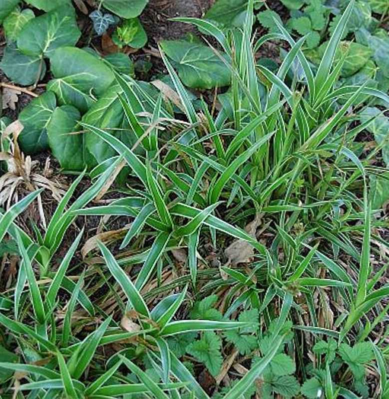 Waldmarbel Aureomarginata - Luzula Sylvatica