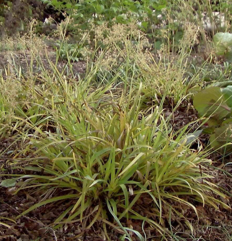 Waldmarbel Wintergold - Luzula Nivea
