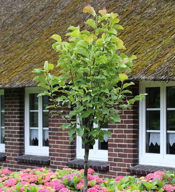 Hochstamm Magnolie Galaxy 80-100cm - Magnolia