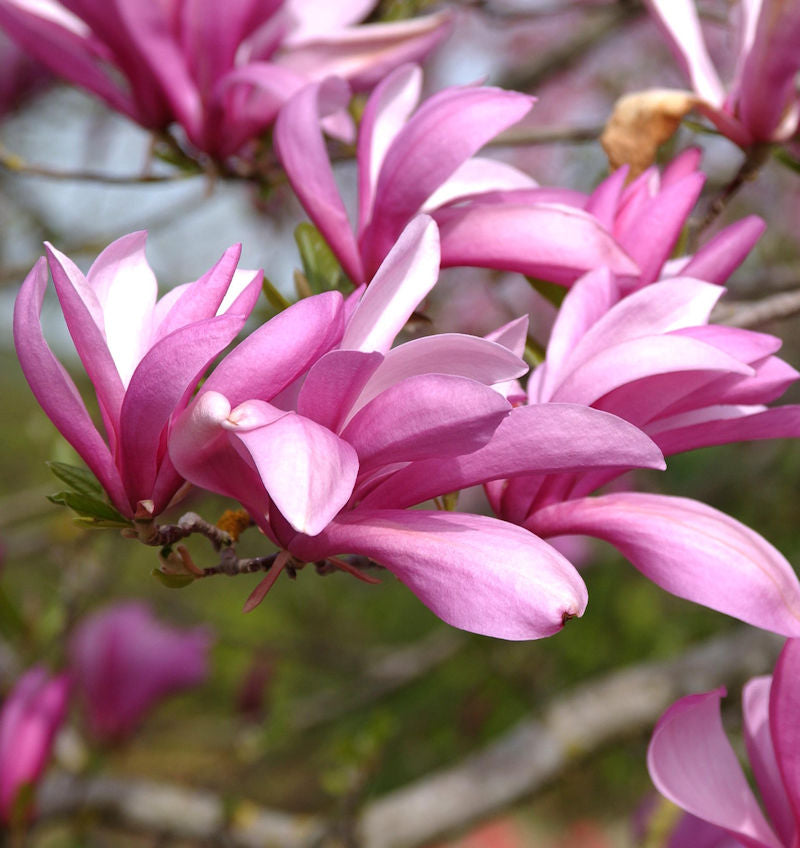 Niedrige Magnolie Betty 125-150cm - Magnolia Liliiflora