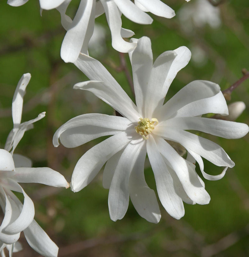 Sternmagnolie Royal Star 60-80cm - Magnolia Stellata