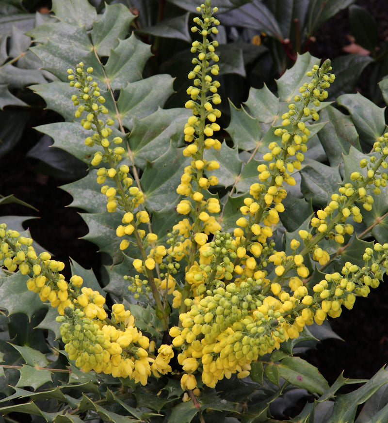 Mahonie Winter Sun 60-80cm - Mahonia Media