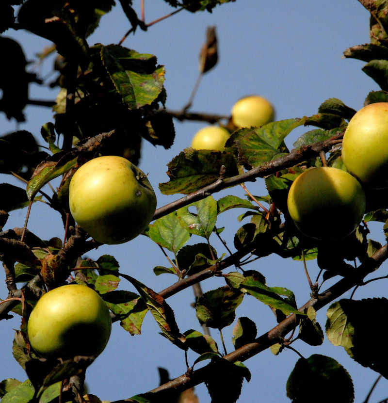 Apfelbaum Königsrenette 60-80cm - Feinwürzig Und Edel