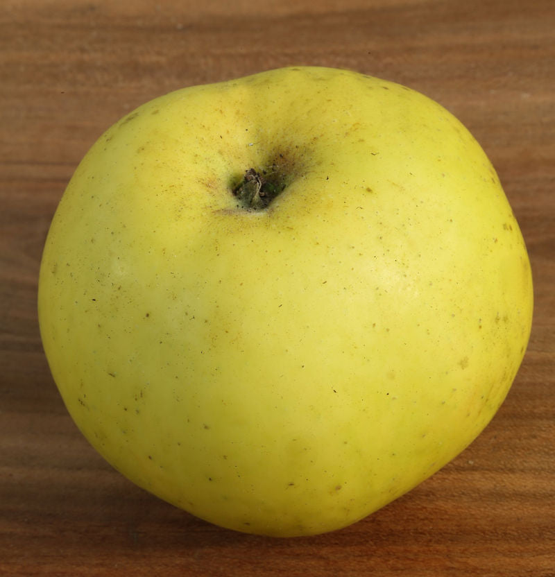 Apfelbaum Seestermühler Zitronenapfel 60-80cm - Saftig Und Leicht Säuerlich