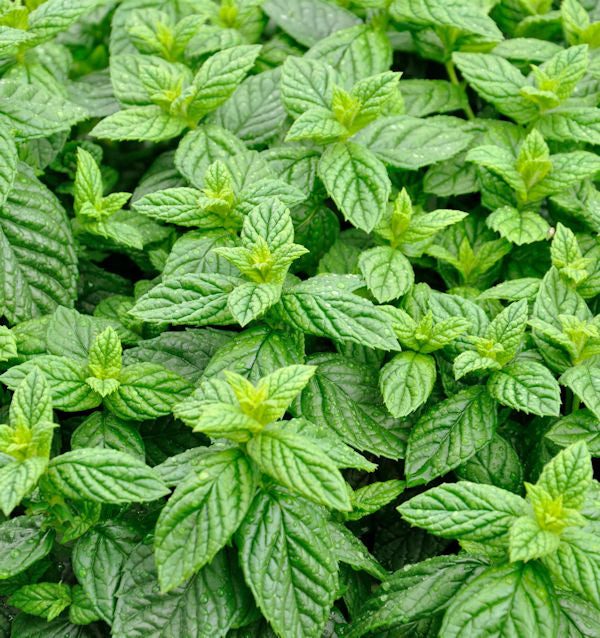 Grüne Minze - Mentha Spicata