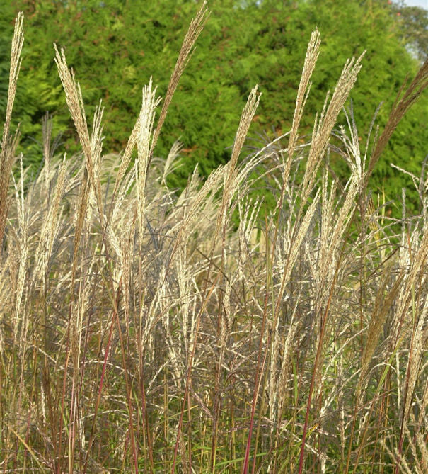Chinaschilf Große Fontäne - Miscanthus Sinensis