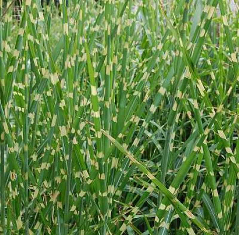 Chinaschilf Zebragras - XXXL Topf - Miscanthus Sinensis