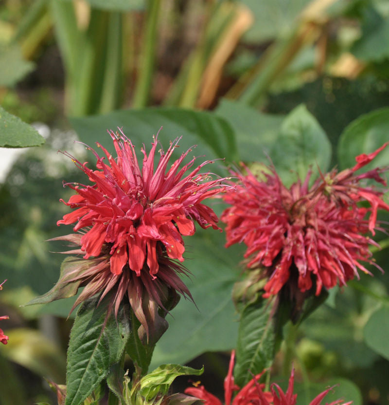 Indianernessel Fireball - Monarda Didyma