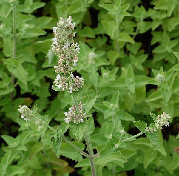Zitronen Katzenminze - Nepeta Citriodora