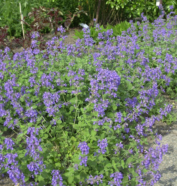 Katzenminze - Nepeta Faassenii