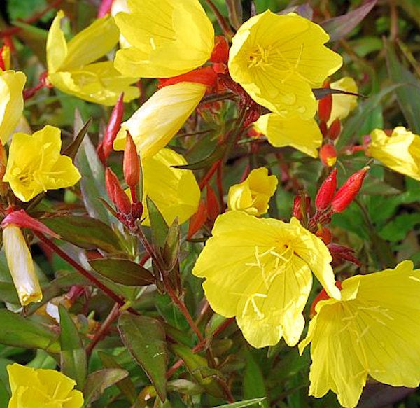 Nachtkerze Hohes Licht - Oenothera Tetragona