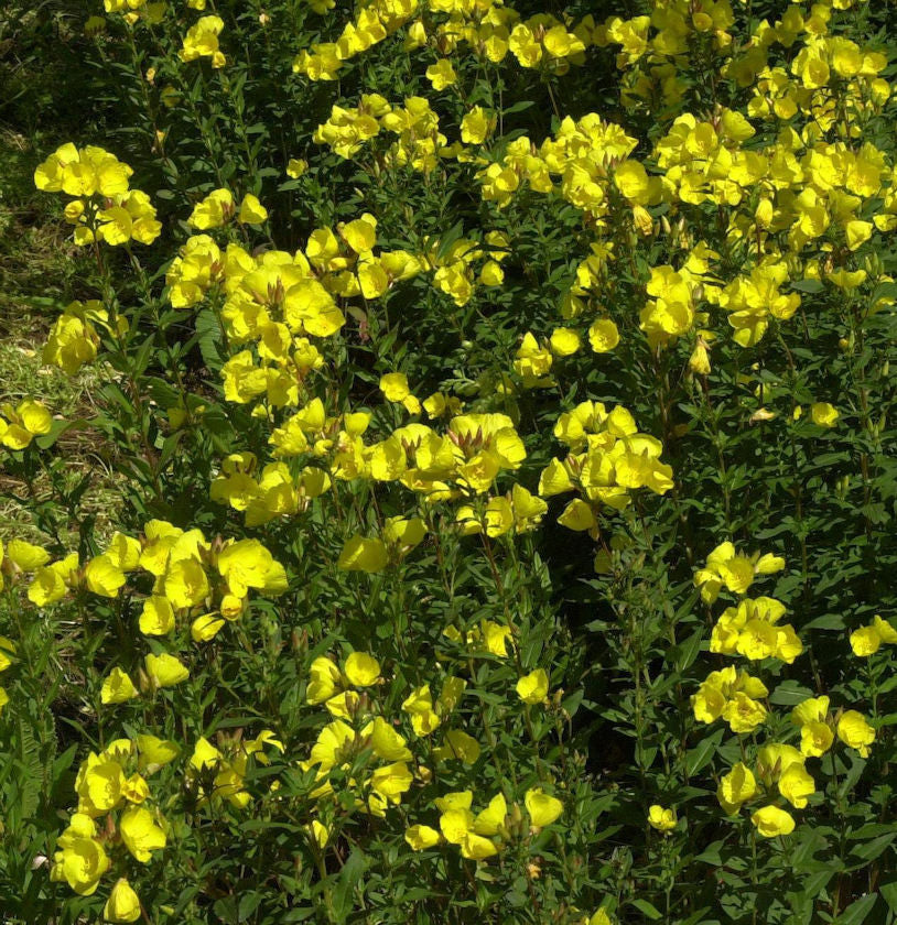 Hohe Nachtkerze - Oenothera Tetragona
