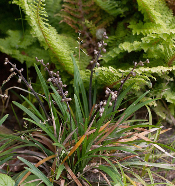 Schlangenbart Minor - Ophiopogon Japonicus