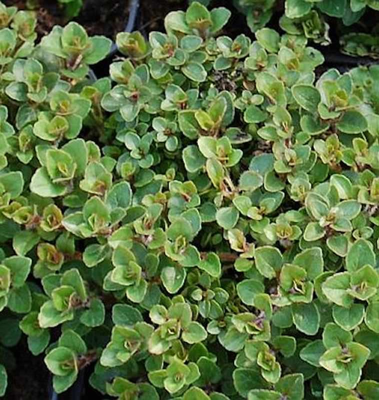 Wilder Majoran Nanum - Origanum Vulgare