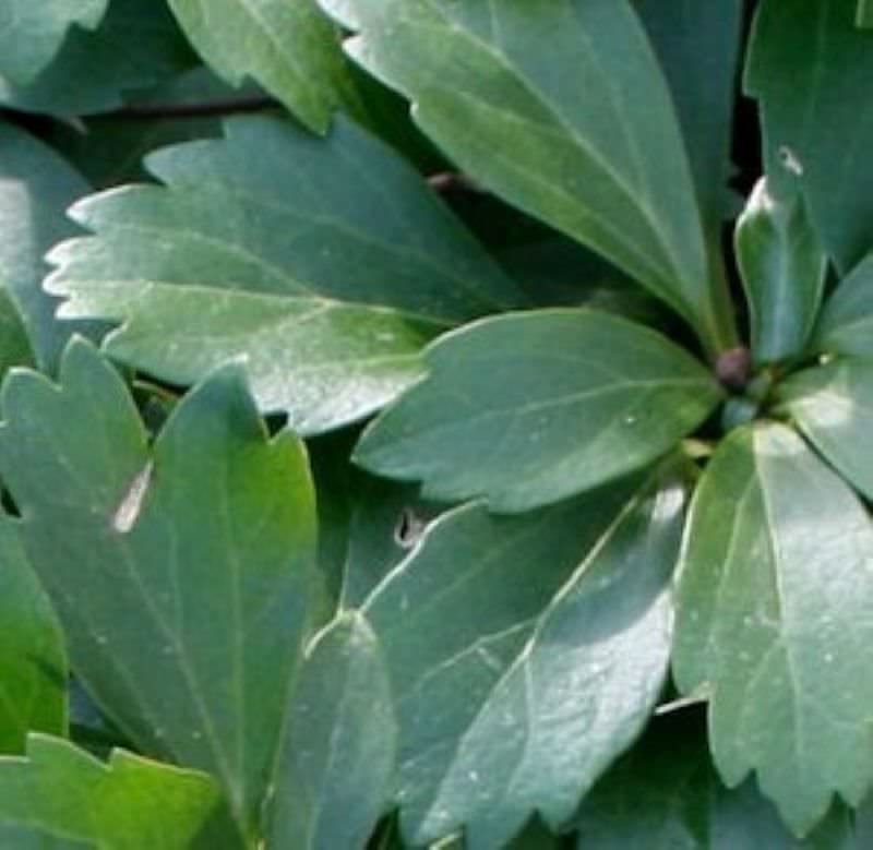 10x Schattengrün Dickmännchen Compacta - Pachysandra Terminalis