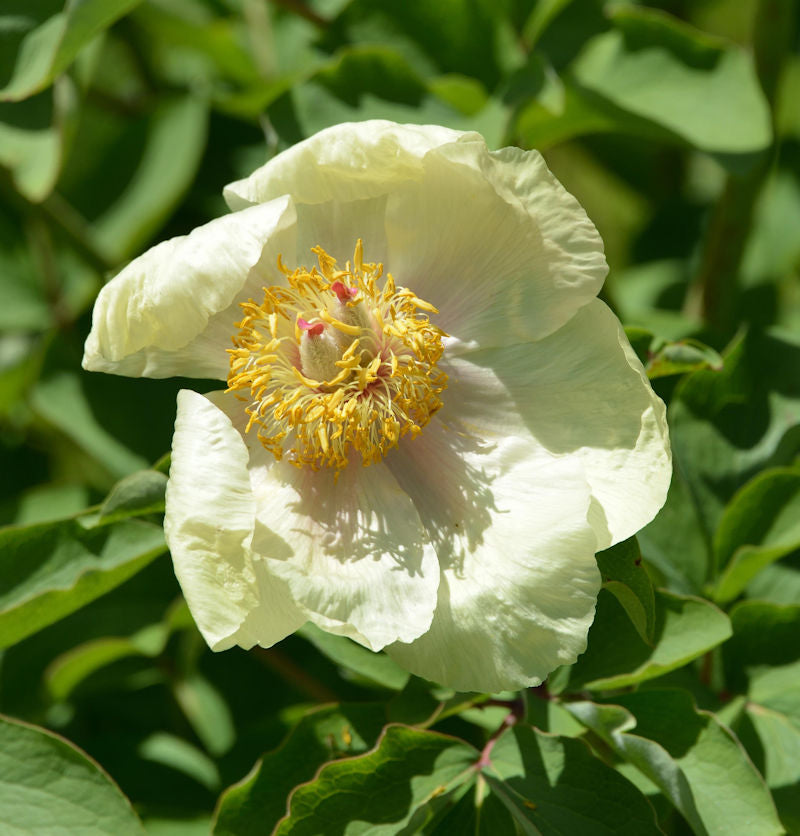 Kaukasus Pfingstrose - Paeonia Mlokosewitschii