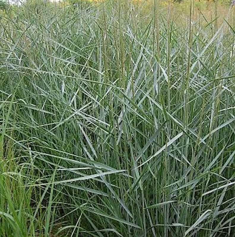 Rutenhirse Dallas Blues - Panicum Virgatum