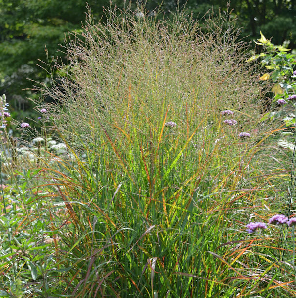 Rutenhirse Rotstrahlbusch - Panicum Virgatum