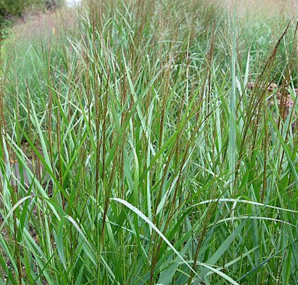Rutenhirse Warrior - Großer Topf - Panicum Virgatum