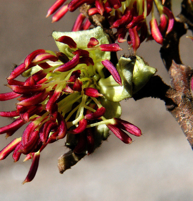 Eisenholzbaum Select 60-80cm - Parrotia Persica