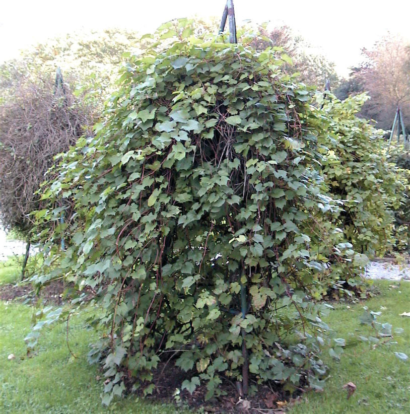 Wilder Wein 60-80cm - Parthenocissus Inserta