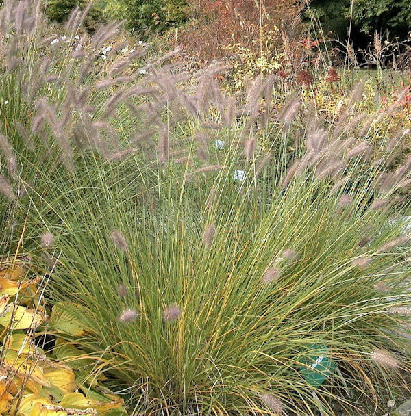 Orient Federborstengras - Großer Topf - Pennisetum Orientale