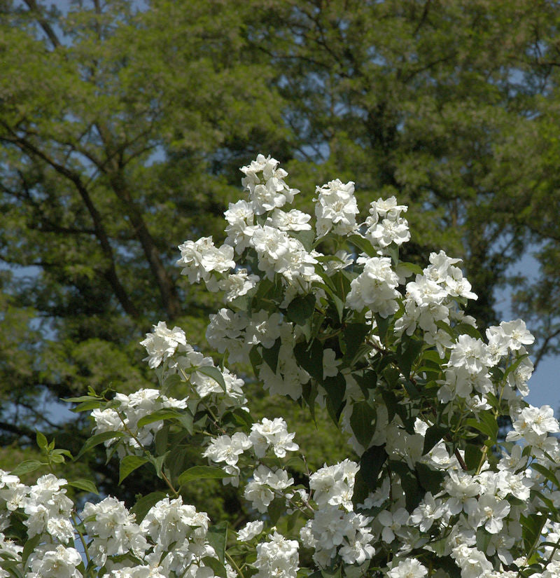 Gefüllter Gartenjasmin 100-125cm - Philadelphus