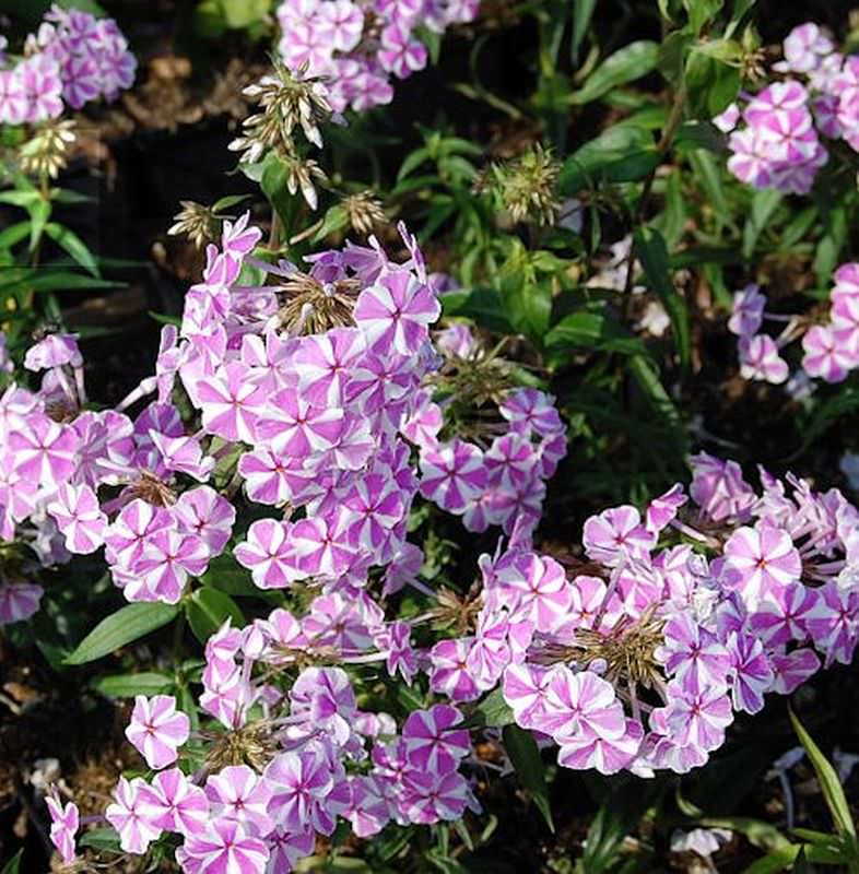 Wiesen Flammenblume Natasha - Phlox Maculata