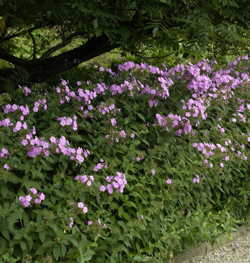 Großblättrige Flammenblume Spätsommer - Phlox Amplifolia