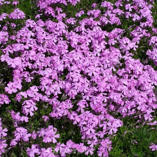Vorsommer Plox Bill Baker - Phlox Glaberrima