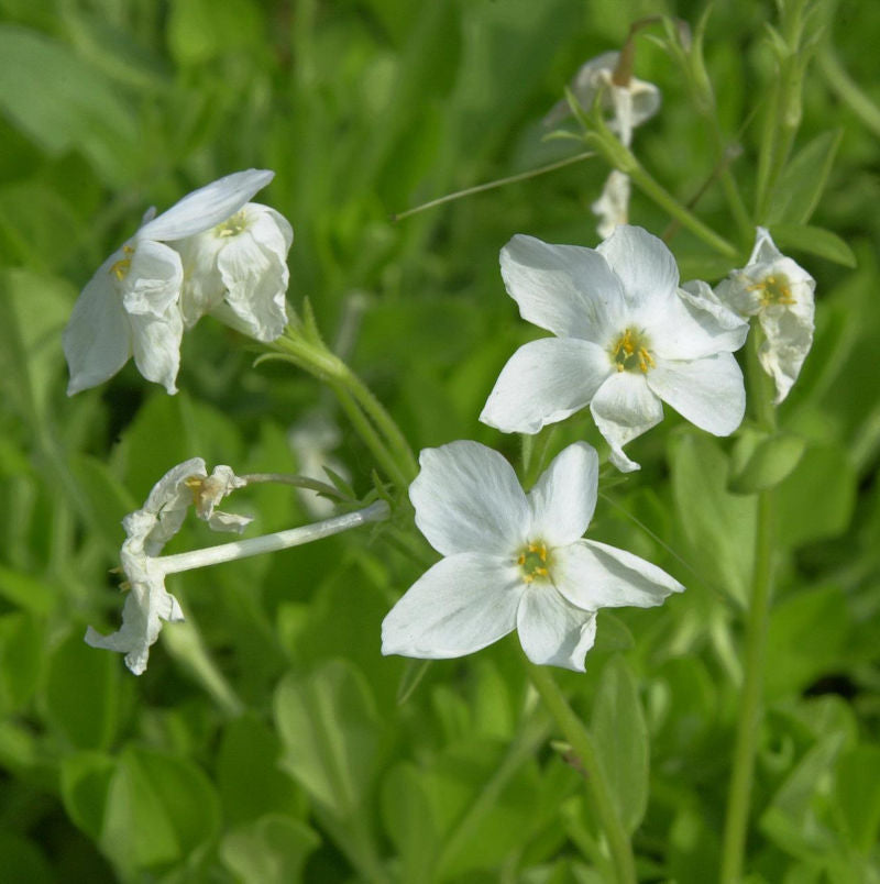 Wilder Phlox Ariane - Phlox Stolonifera