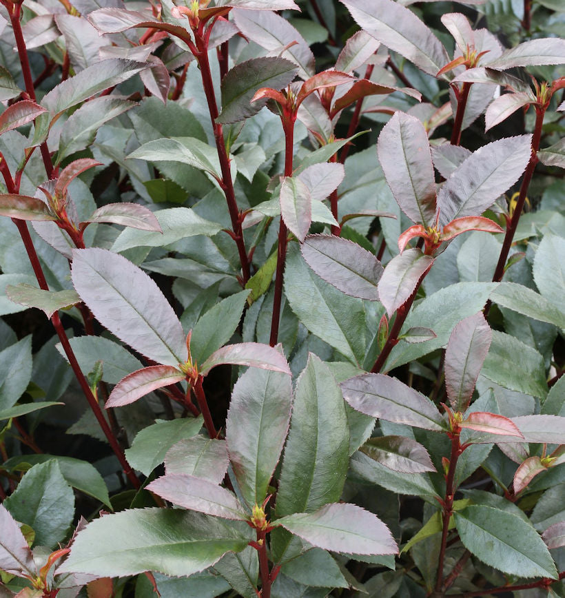 Hochstamm Glanzmispel Devils Dream® 40-60cm - Photinia Fraseri